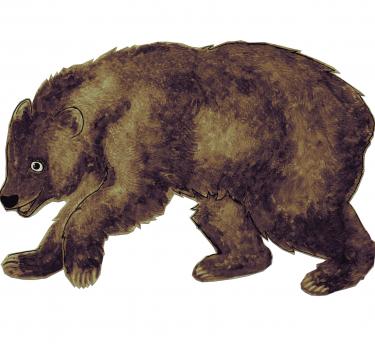 An illustration of a bear
